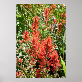 Poster Pincel Indiano Em Sierra Butts, Califórnia