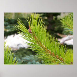 Poster Pine Agulha