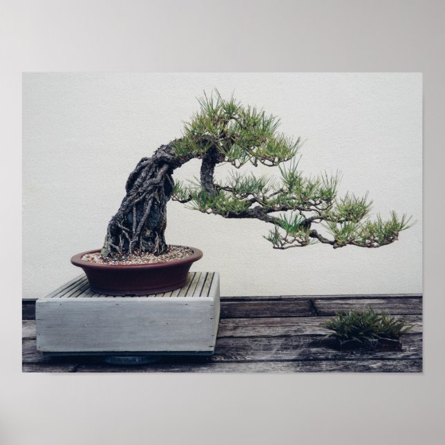 Poster Pine Bonsai (Frente)