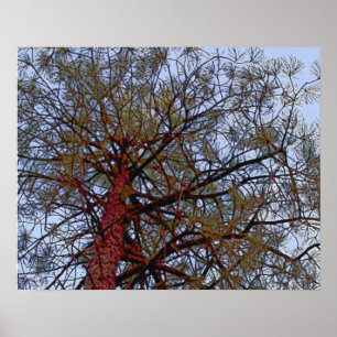 Poster Pine com tronco vermelho (detalhe)