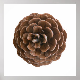 Póster Pine cone