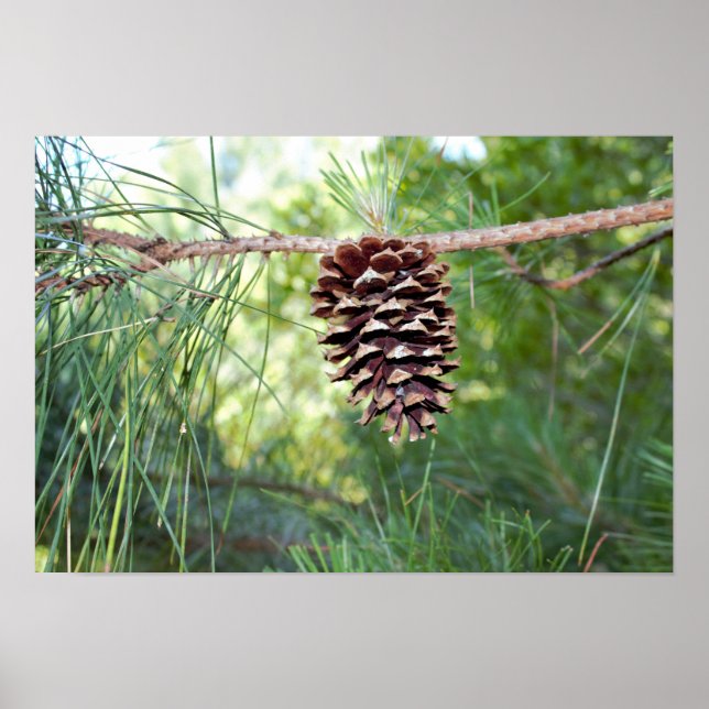 Póster Pine Cone (Frente)