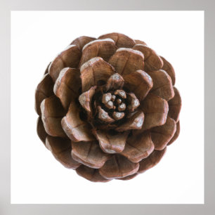 Póster Pine cone