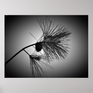 Poster Pine Cone On Branch - Noir,
