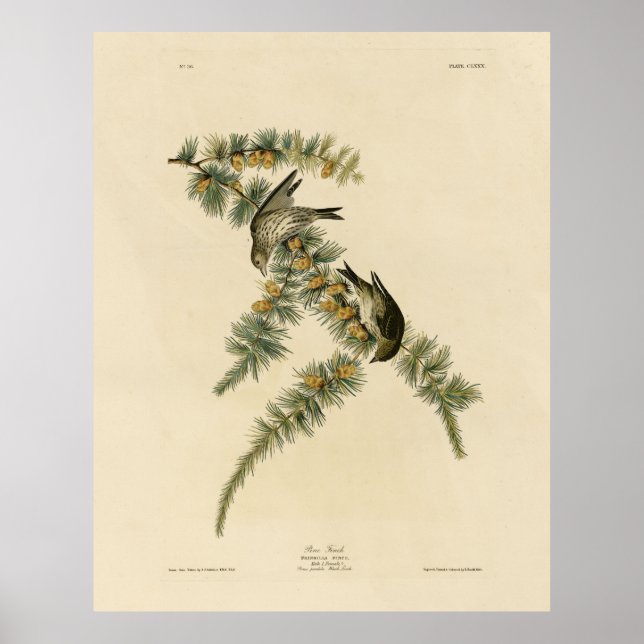 Poster Pine Finch (Pine Siskin), Aves de Audubon da Améri (Frente)