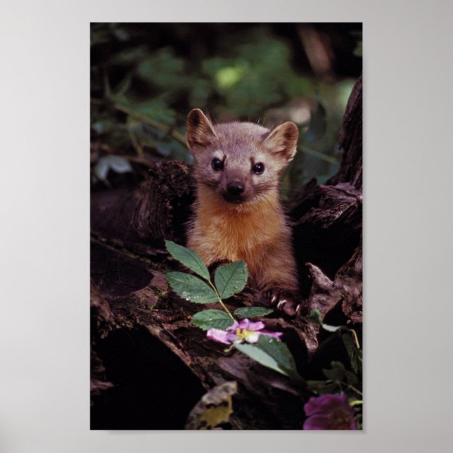 Póster Pine Marten (Frente)