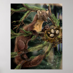 Poster Pine Marten Europeu