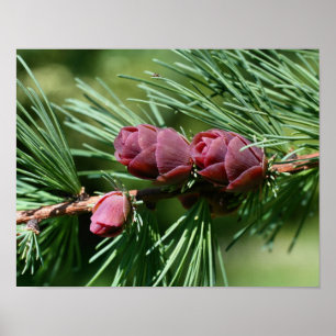 Póster Pine Miniatura Bebê Cones Natureza