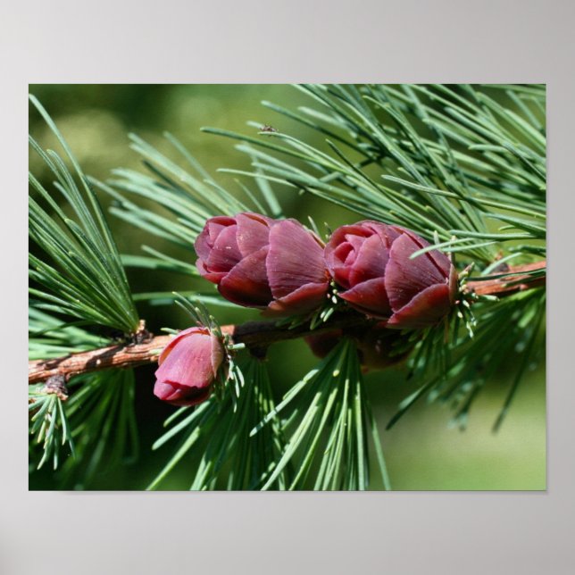 Póster Pine Miniatura Bebê Cones Natureza (Frente)