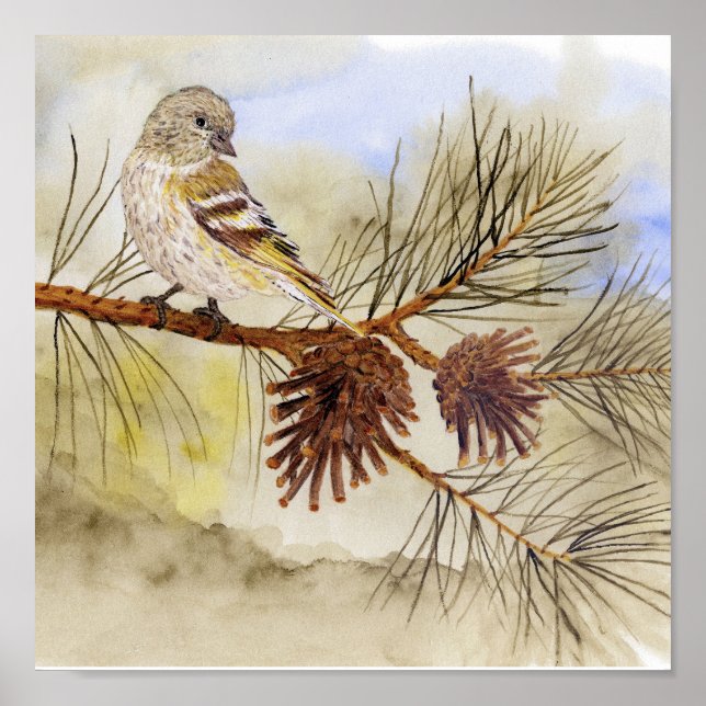 Poster Pine Siskin Canvas (Frente)