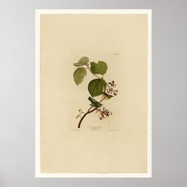 Poster Pine Swamp Warbler (Frente)