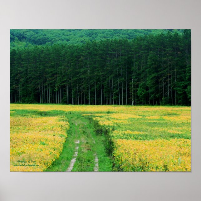 Poster Pine Trees Amarelo Flores Natureza do Campo (Frente)