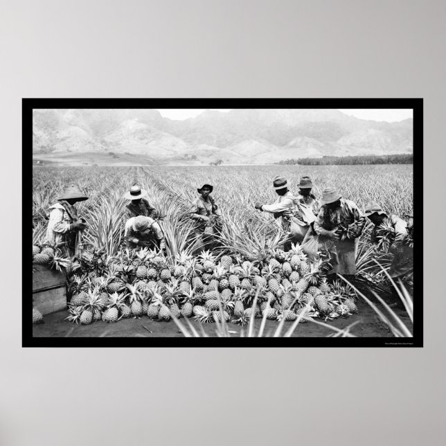 Poster Pineapple Harvest Hawaii 1917 (Frente)