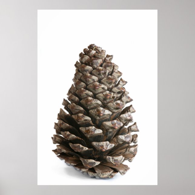 Póster pinecona do solteiro (Frente)