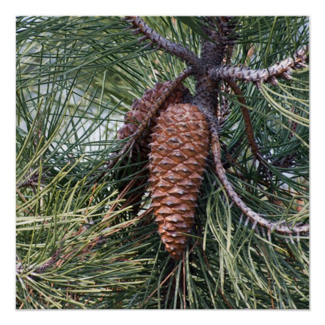Póster Pinecone on the pine tree (Frente)