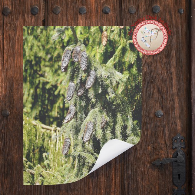 Póster Pinecones (Criador carregado)