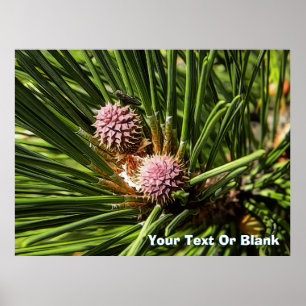 Poster Pineflower