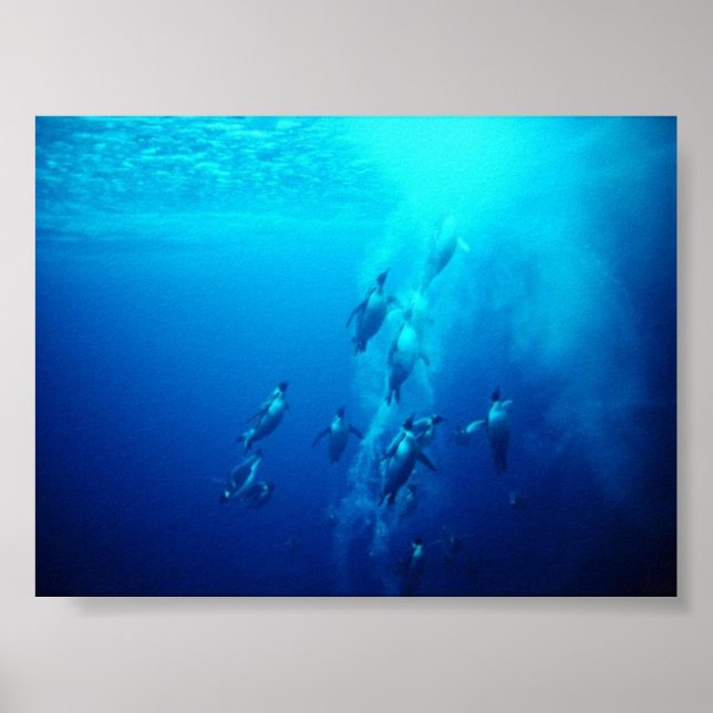 Póster pinguim (Frente)