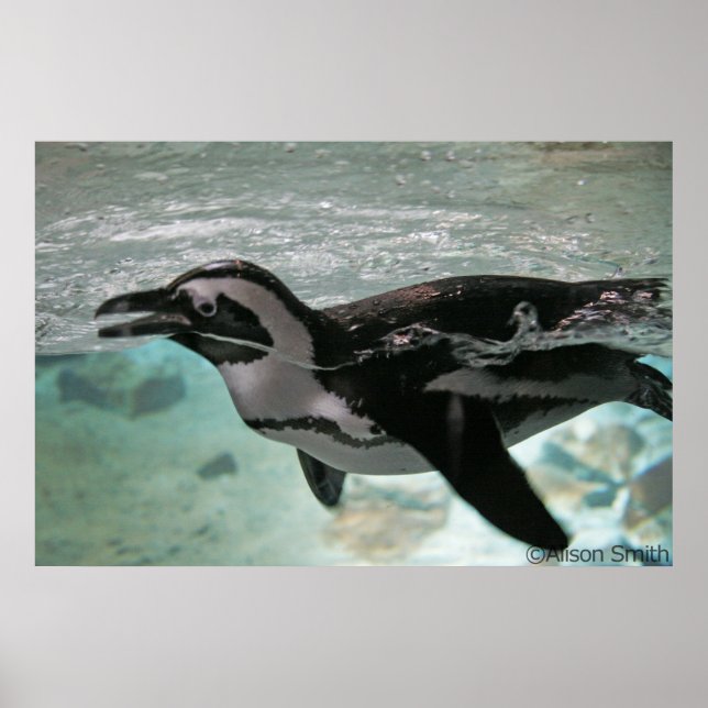 Póster Pinguim (Frente)