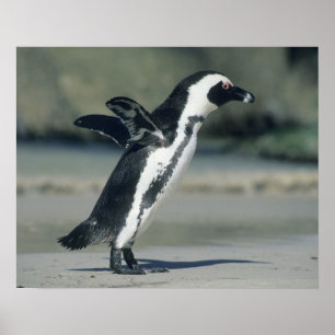 Poster Pinguim Africano (Sfeniscus demersus), a caminho