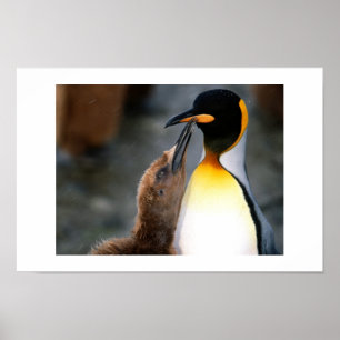 Póster pinguim, bonito