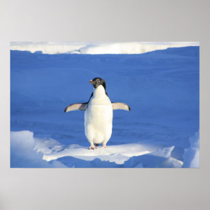 Poster Pinguim Cujo