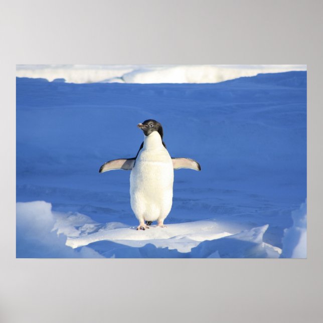 Poster Pinguim Cujo (Frente)