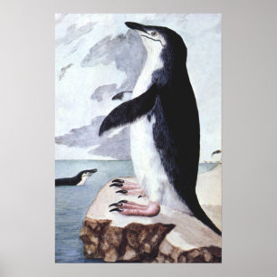 Poster Pinguim-de-barrete Antigo, Aves da Antártida