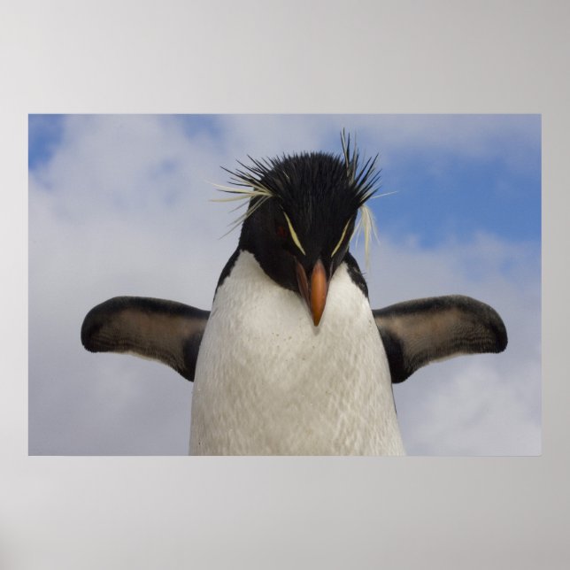 Póster Pinguim-de-crista Eudyptes chrysocome (Frente)