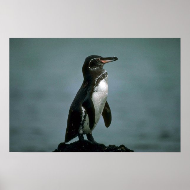 Poster Pinguim De Galápagos Na Rocha De Lava (Frente)