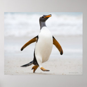Póster Pinguim de Gentoo