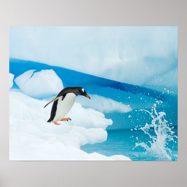 Poster pinguim-de-gentoo, Pygoscelis Papua, saltando (Frente)