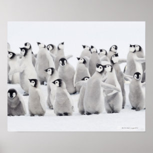 Póster Pinguim de imperador
