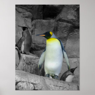 Poster Pinguim de imperador