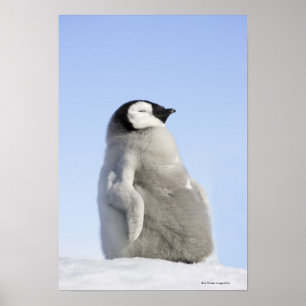 Póster Pinguim de imperador do bebê, ilha do monte da