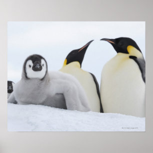 Poster Pinguim de imperador (forsteri do Aptenodytes)