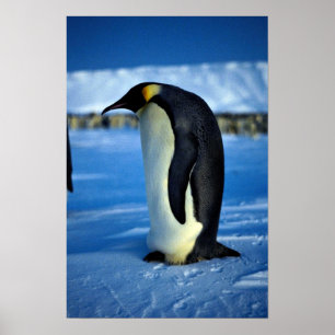 Póster Pinguim de imperador pelo luar