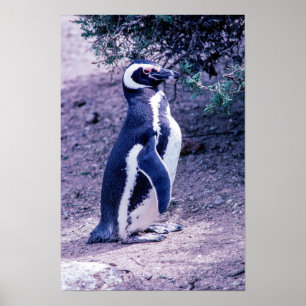 Poster Pinguim-de-magalhães na Península Valdés - Argenti