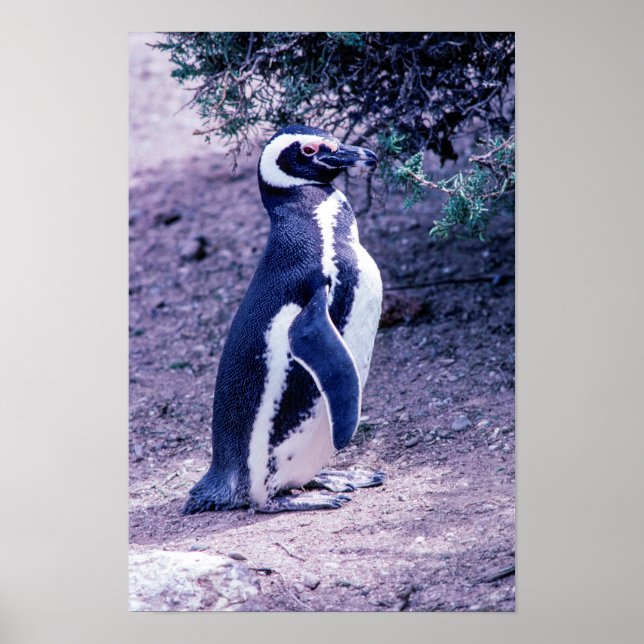 Poster Pinguim-de-magalhães na Península Valdés - Argenti (Frente)
