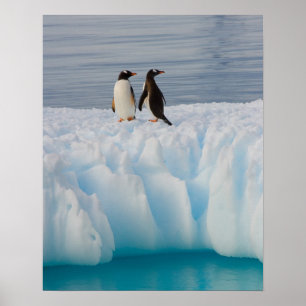 Poster pinguim do gentoo, Pygoscelis Papua, no gelo