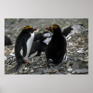 Poster Pinguim do macarrão - par no ninho