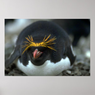 Poster Pinguim do macarrão que senta-se no ovo