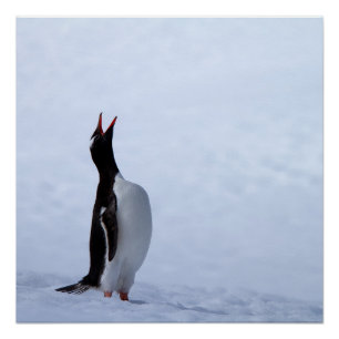 Póster Pinguim gentoo