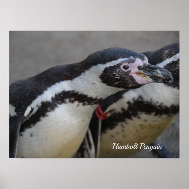Poster Pinguim Humbolt no Zoo Drusillas em East Sussex (Frente)