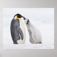 Pinguim imperador (Aptenodytes forsteri), pintinho
