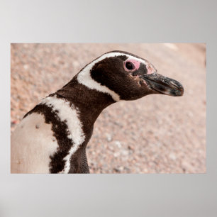 Poster Pinguim magelânico, Patagônia, Argentina