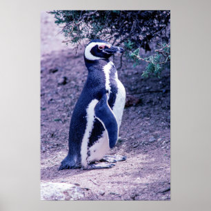 Poster Pinguim Mágico na Península Valdes - Argentina