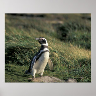 Poster Pinguim-maglânico (Sfeniscus magellanicus),