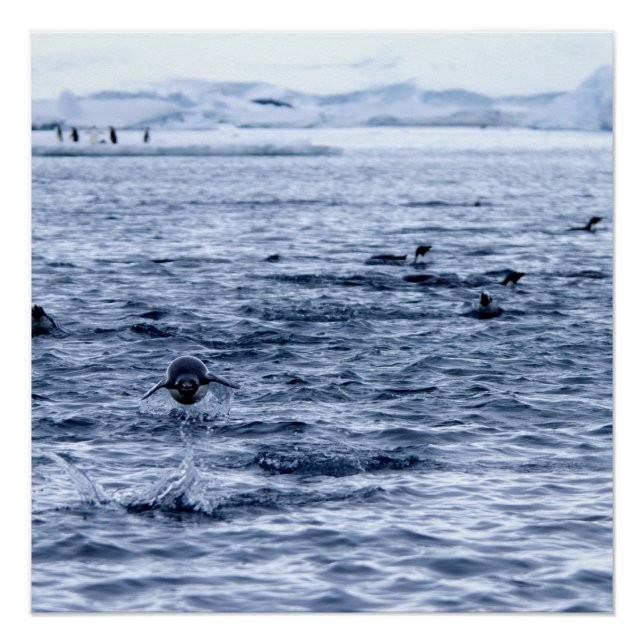 Póster Pinguim voador (Frente)