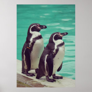 Poster Pinguins